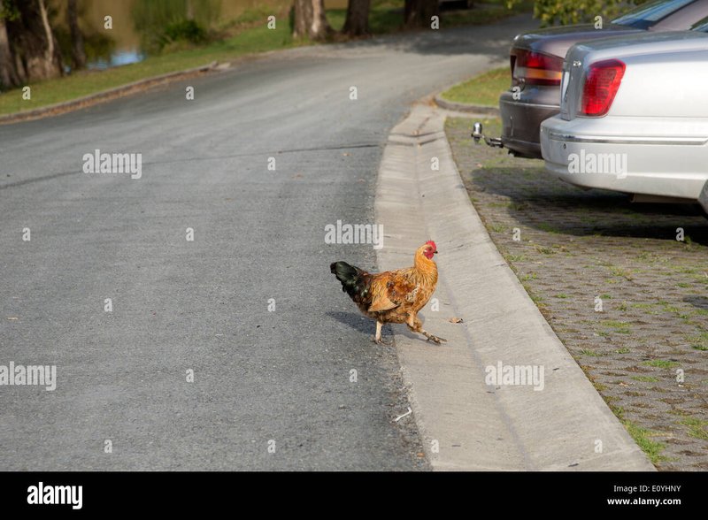 Chicken road españa - Descubre el Exclusivo Juego de Azar Chicken Road en España Online